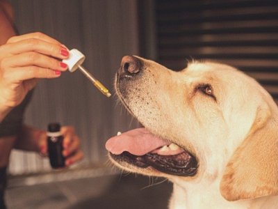 The Emergence of CBD Oil in Treating Cancer for&nbsp;Pets